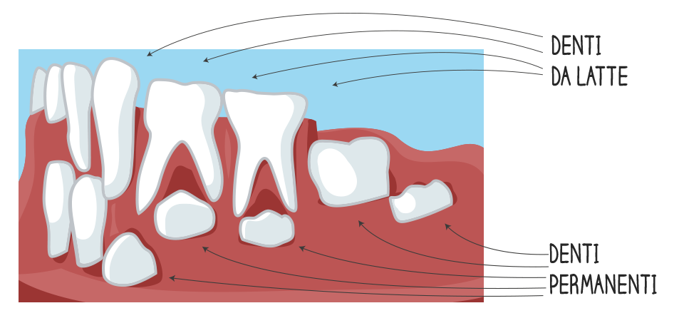 Denti da latte e denti permanenti