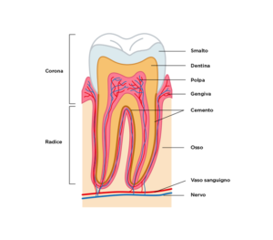 Com'è fatto un dente