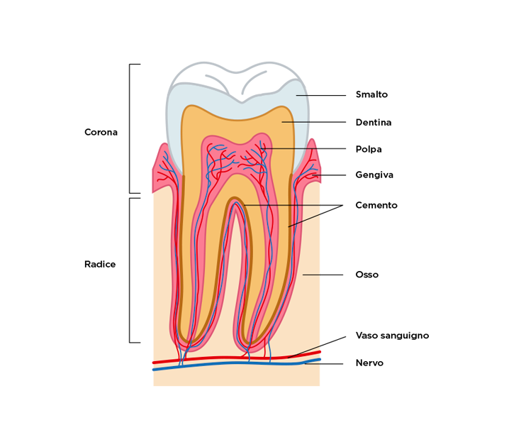 Com'è fatto un dente