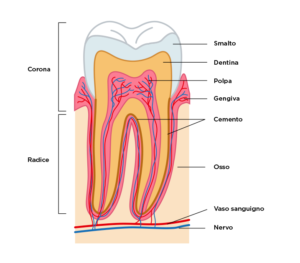 Com'è fatto un dente